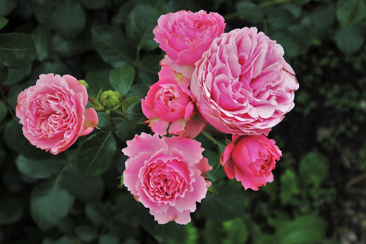 Rosen & Besonderheiten