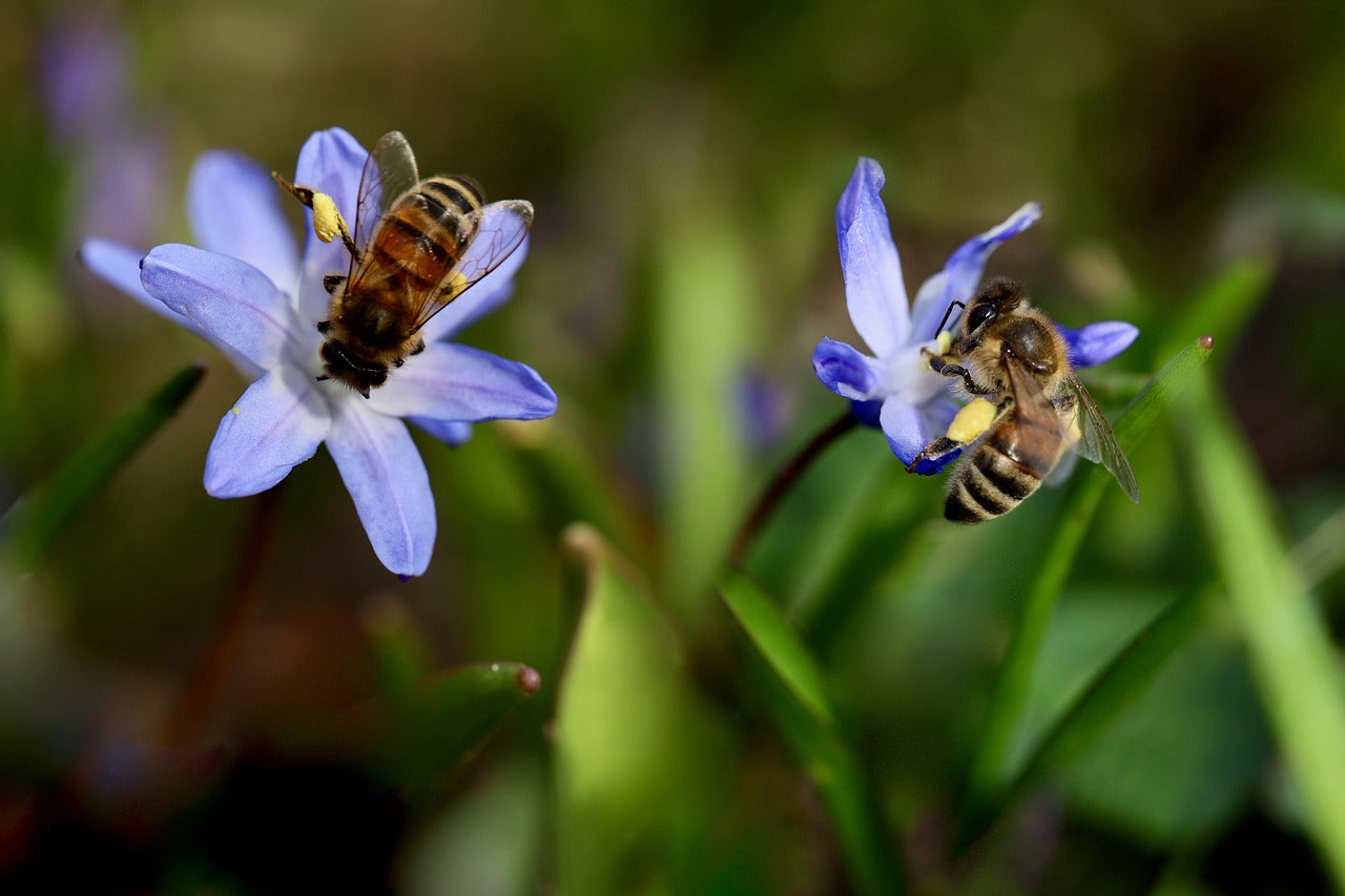 Bienen- & Insektenfreundlich